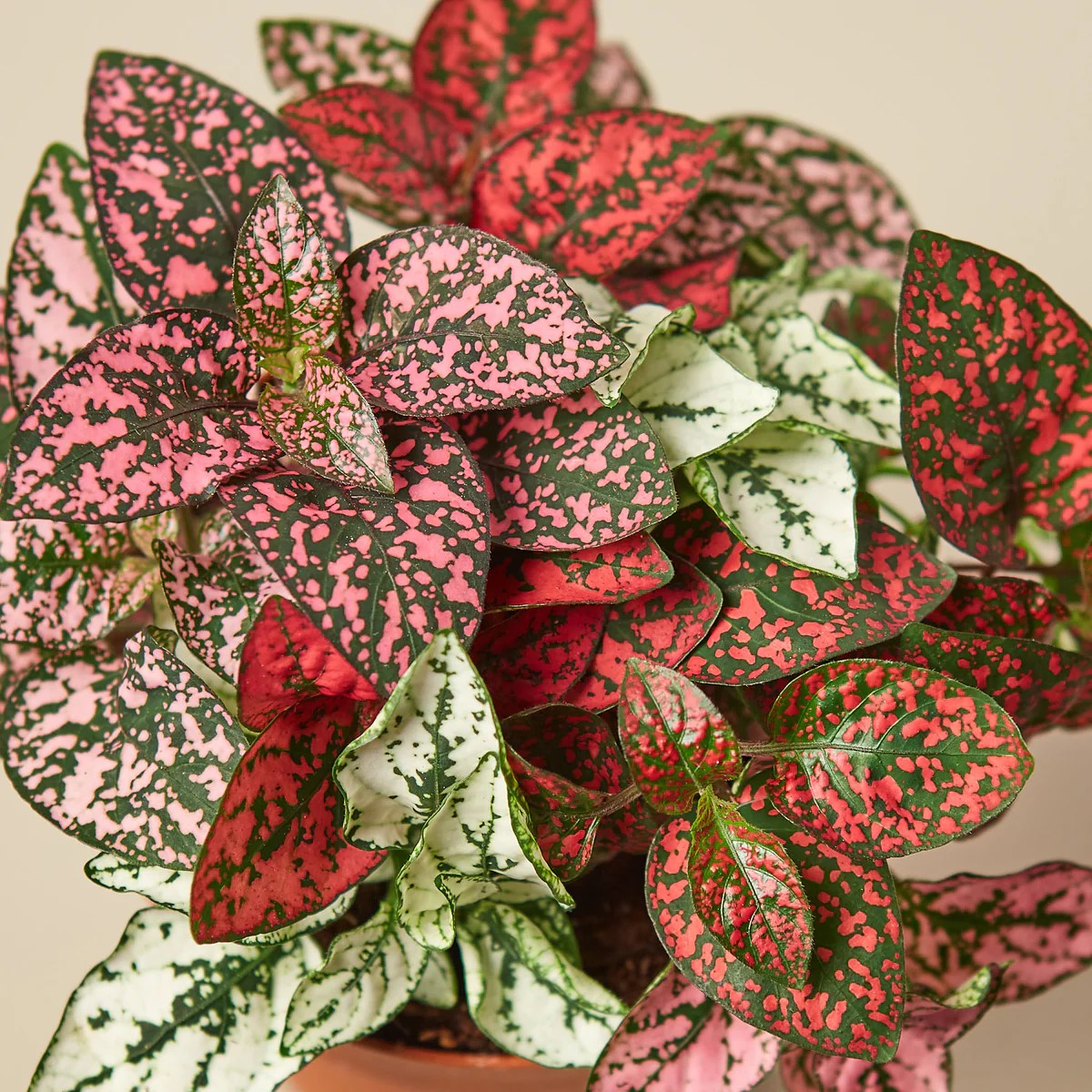 Mastering the Art of Hypoestes Care, A Comprehensive Guide