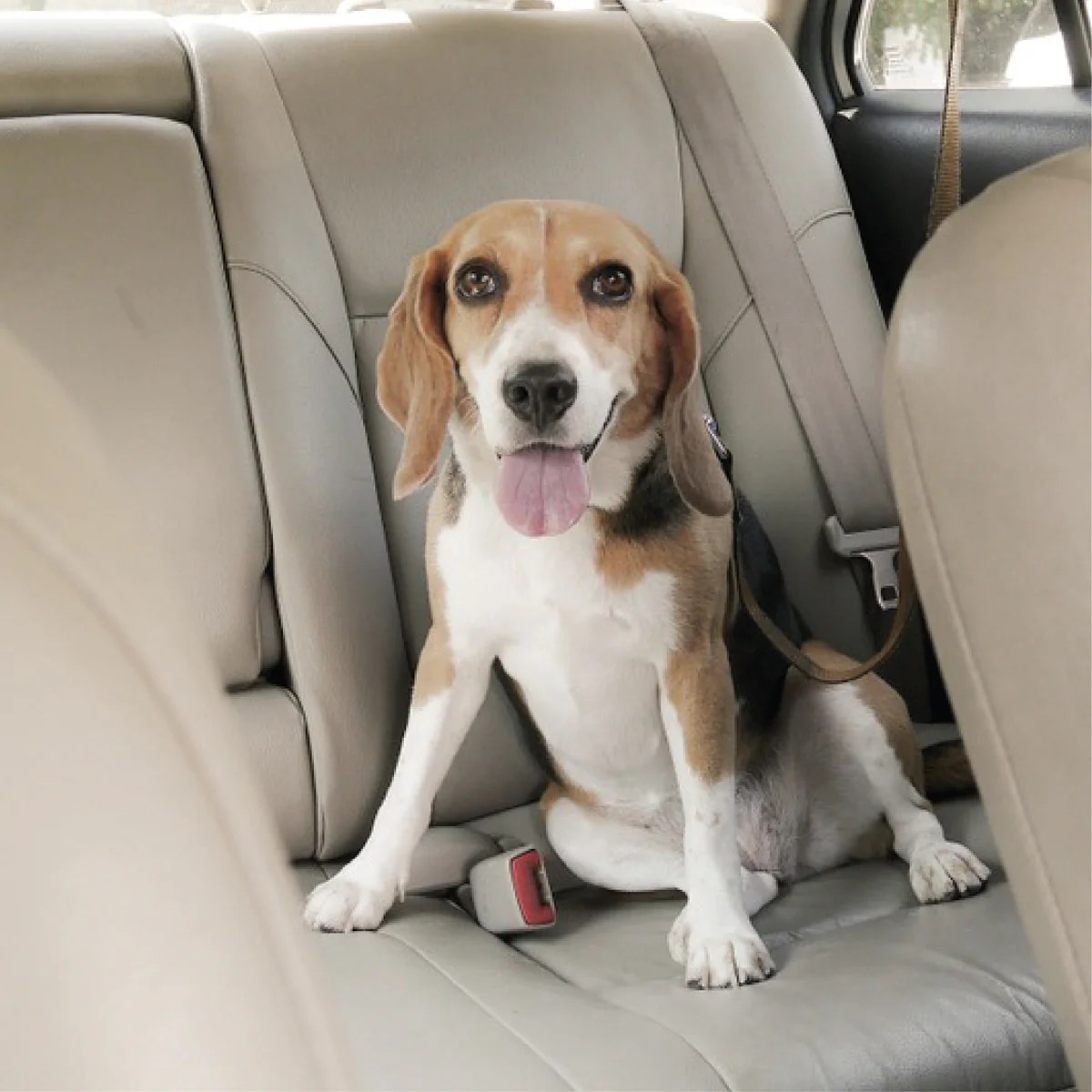 How to Keep Your Car Cool for Your Dog, A Comprehensive Guide