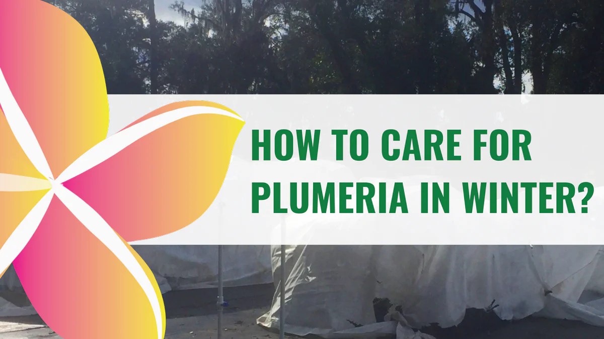 How to Care for Plumeria in Winter, A Comprehensive Guide