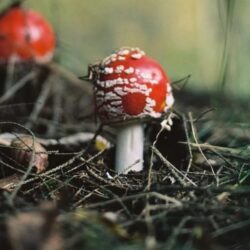 How Long Does It Take for Shrooms to Kick In? A Comprehensive Guide