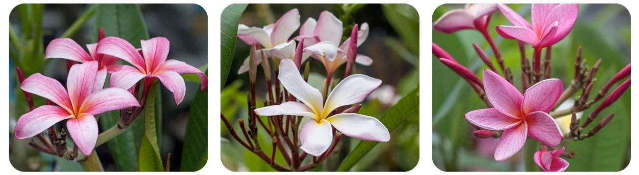 How to Care for Plumeria in Winter, A Comprehensive Guide