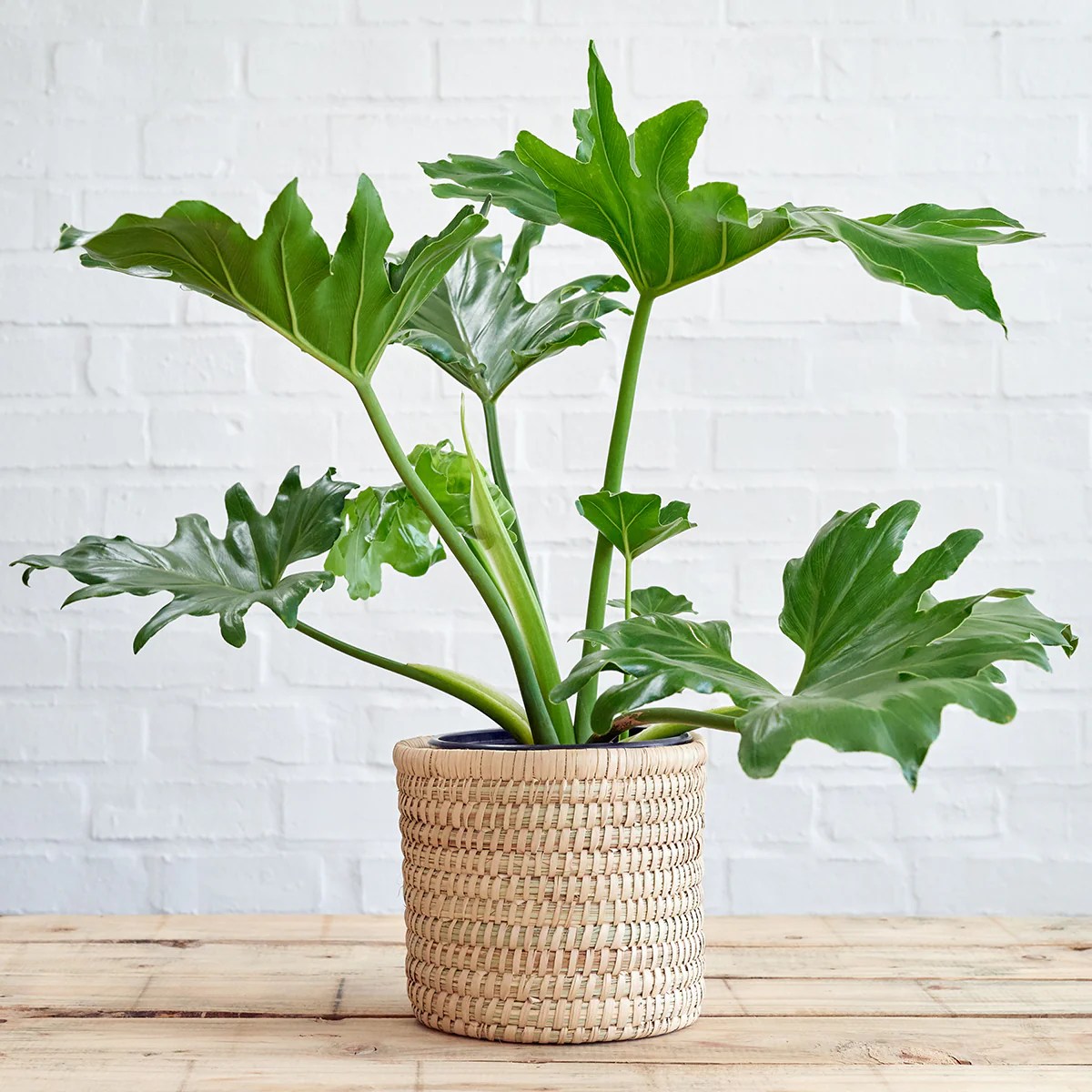 How to Care for Split Leaf Philodendron, A Comprehensive Guide to Thriving Plants