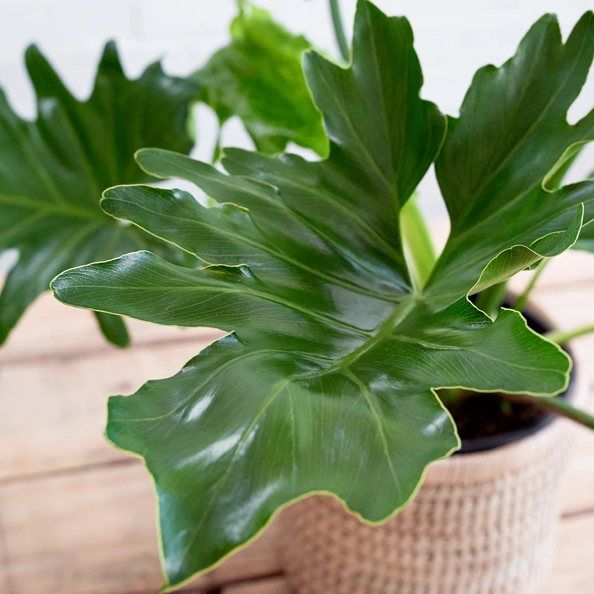 How to Care for Split Leaf Philodendron, A Comprehensive Guide to Thriving Plants