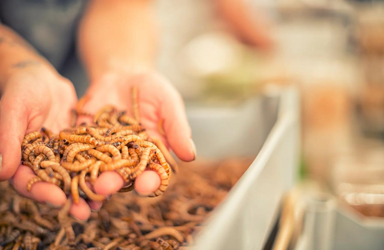 The Ultimate Guide to Superworm Care, Nurturing Your Crawly Companions